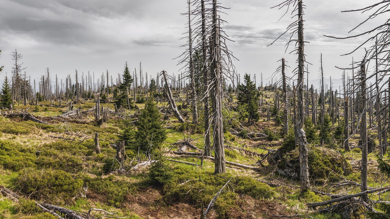découvrez l'impact environnemental de nos actions quotidiennes et comment nous pouvons réduire notre empreinte carbone pour protéger notre planète. apprenez les meilleures pratiques pour un mode de vie durable.