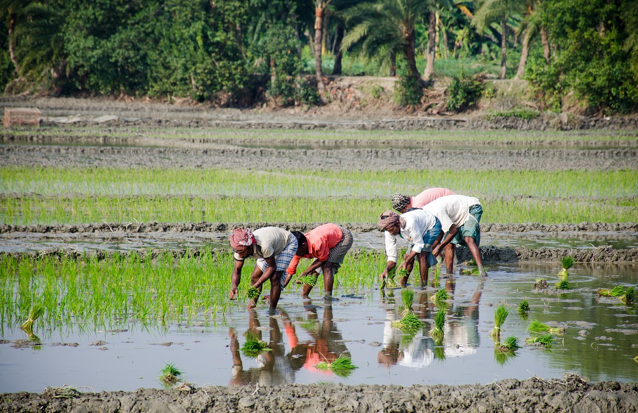 découvrez les pratiques d'agriculture durable pour préserver l'environnement, favoriser la biodiversité et garantir une production alimentaire responsable et durable.