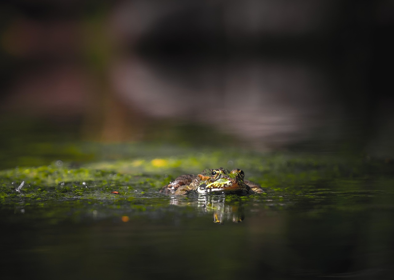 découvrez nos solutions efficaces pour l'élimination de la mousse sur vos surfaces extérieures et redonnez un éclat naturel à votre habitat.