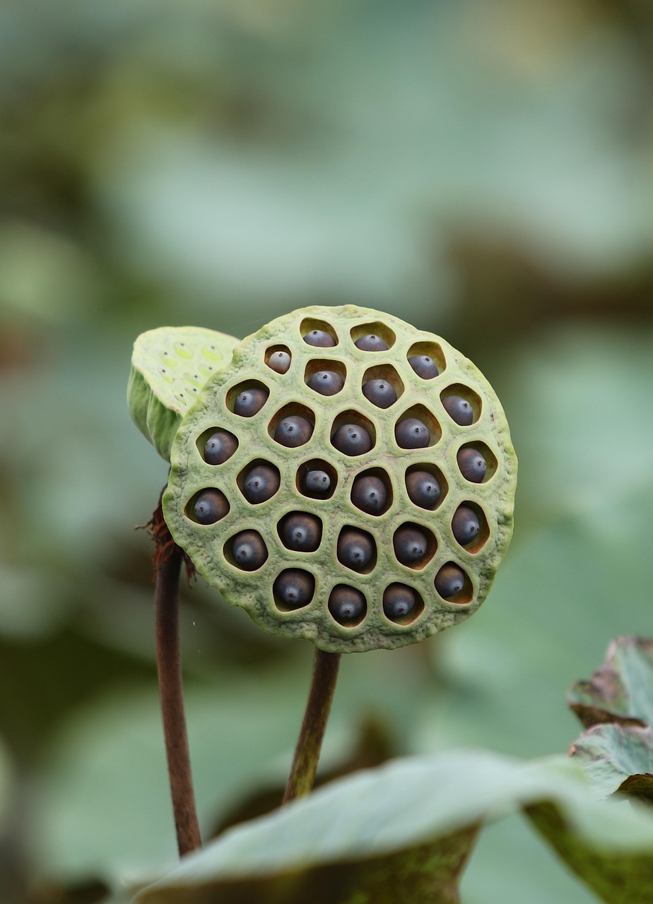 découvrez le secret de la mystérieuse graine qui pourrait transformer votre jardin et éveiller votre curiosité. plongez dans une aventure botanique étonnante !