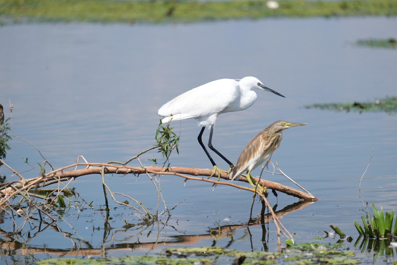 découvrez des conseils pratiques et des stratégies efficaces pour la conservation de l'eau, afin de préserver cette ressource précieuse et protéger l'environnement.