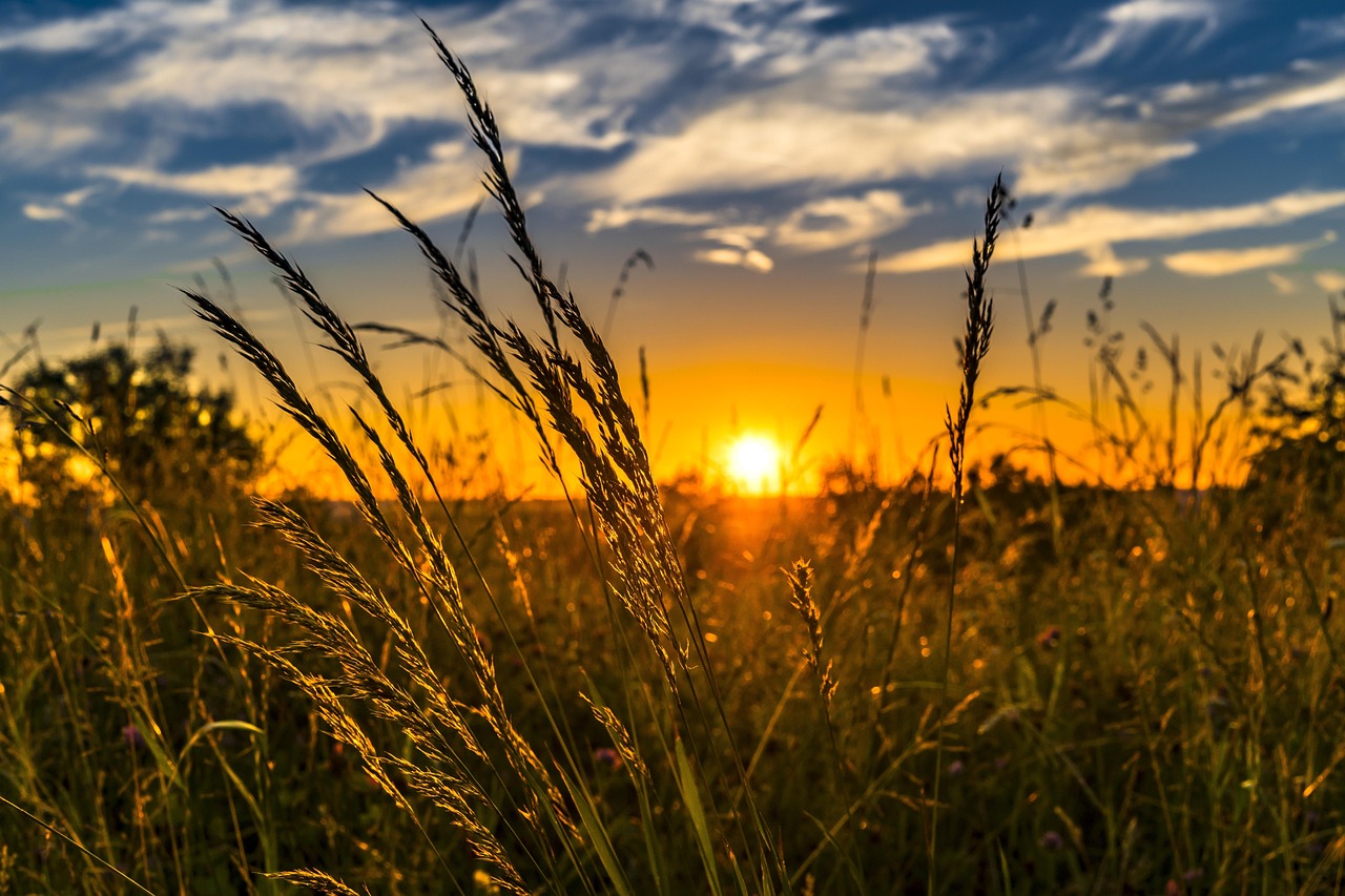 découvrez les impacts de l'artificialisation des sols, un phénomène qui transforme les espaces naturels en zones urbaines ou agricoles, affectant la biodiversité et les ressources naturelles.