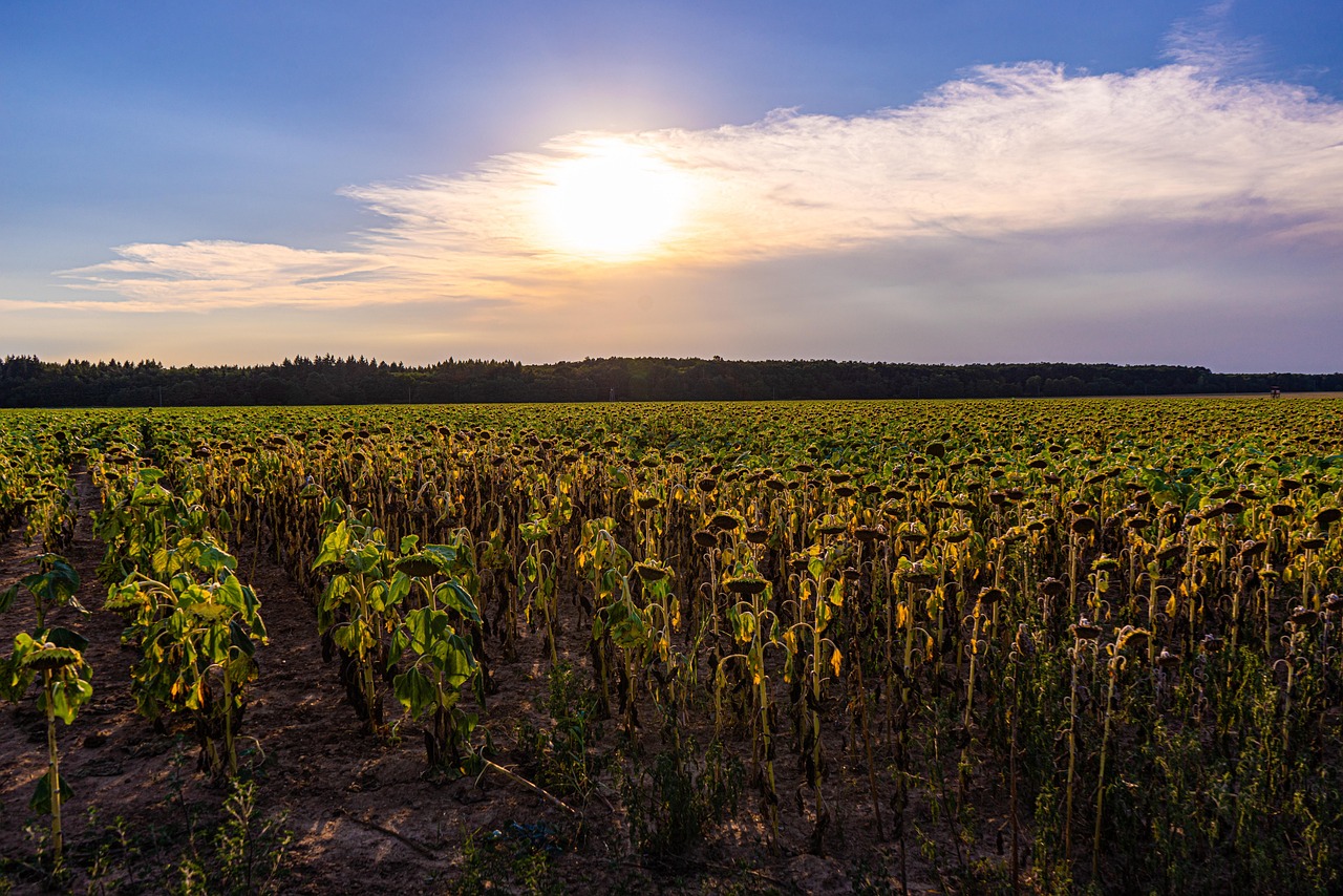 découvrez tout ce qu'il faut savoir sur les vagues de chaleur, leurs impacts sur la santé et l'environnement, ainsi que des conseils pour s'en protéger efficacement.