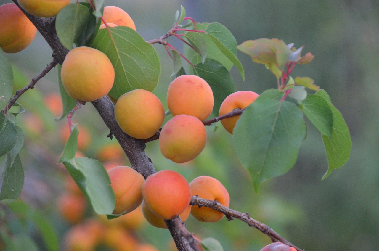 découvrez les pratiques d'agriculture durable visant à préserver les ressources naturelles, favoriser la biodiversité et assurer une production alimentaire responsable pour les générations futures.