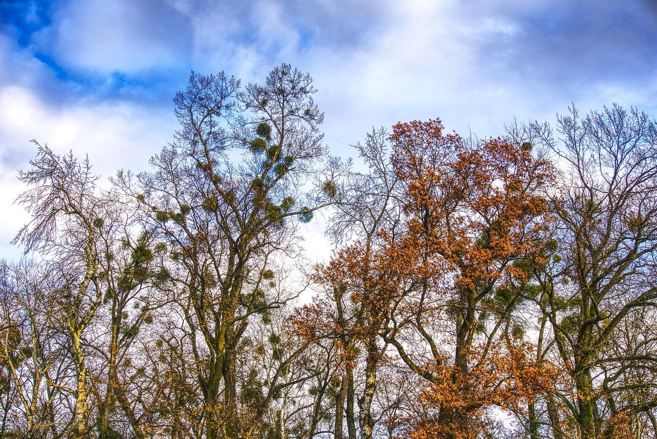 découvrez les dynamiques des arbres et des paysages, leur évolution et leur impact sur l'environnement pour mieux comprendre la nature et sa préservation.