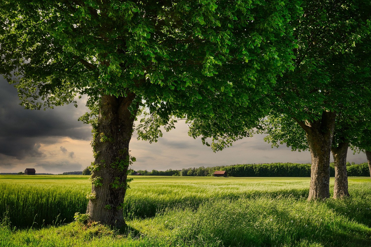 découvrez l'agriculture moderne et durable, ses techniques innovantes, et son impact essentiel sur notre alimentation et l'environnement.