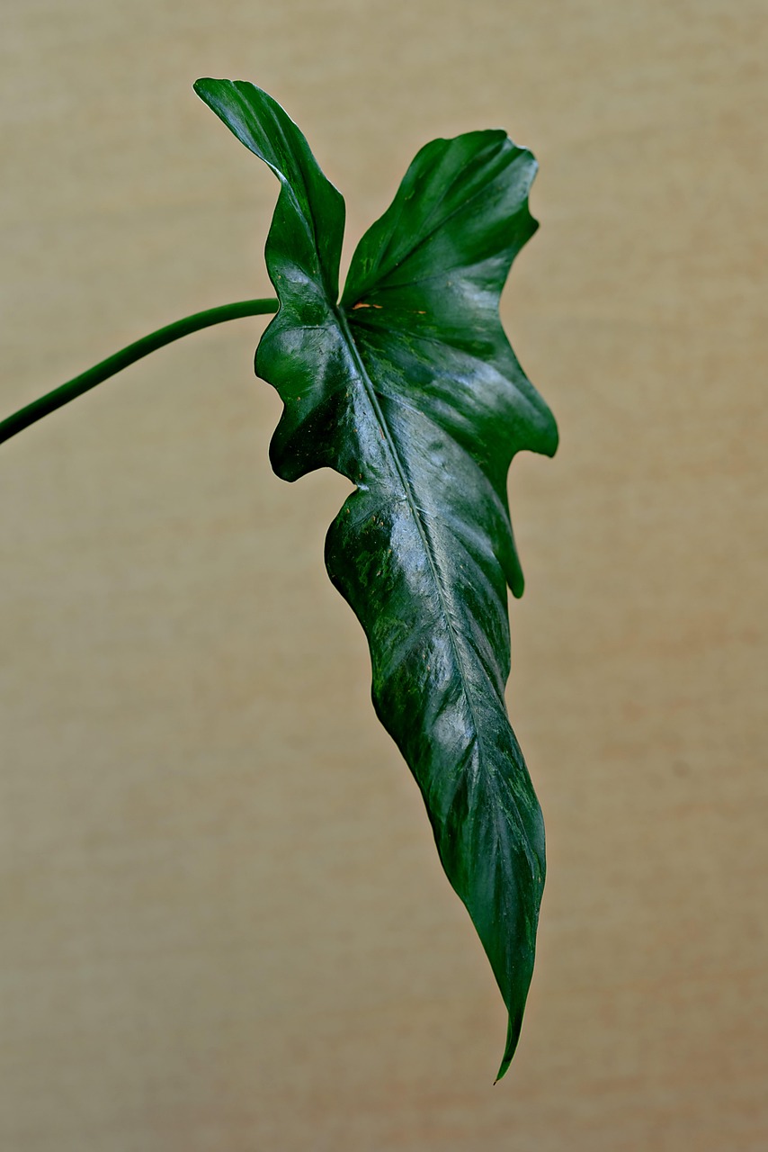 découvrez le jardinage biologique sur balcon : astuces et conseils pour cultiver vos plantes et légumes de manière naturelle, même en espace réduit.