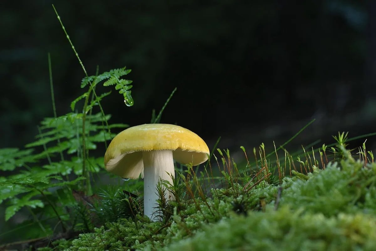 Chaque année, la mousse envahit votre pelouse ? Découvrez l’astuce ancestrale qui la fait disparaître naturellement !