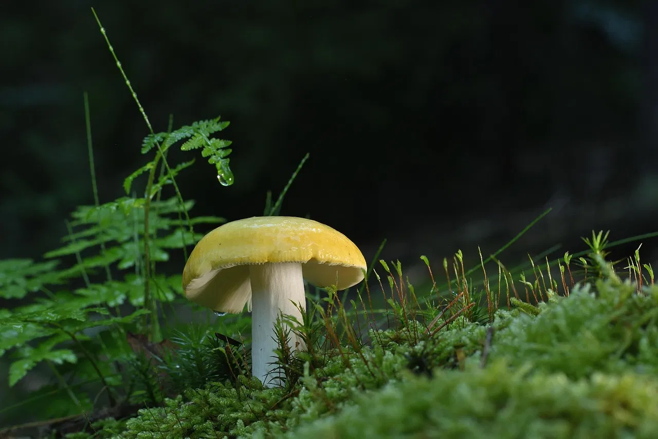 Chaque année, la mousse envahit votre pelouse ? Découvrez l’astuce ancestrale qui la fait disparaître naturellement !