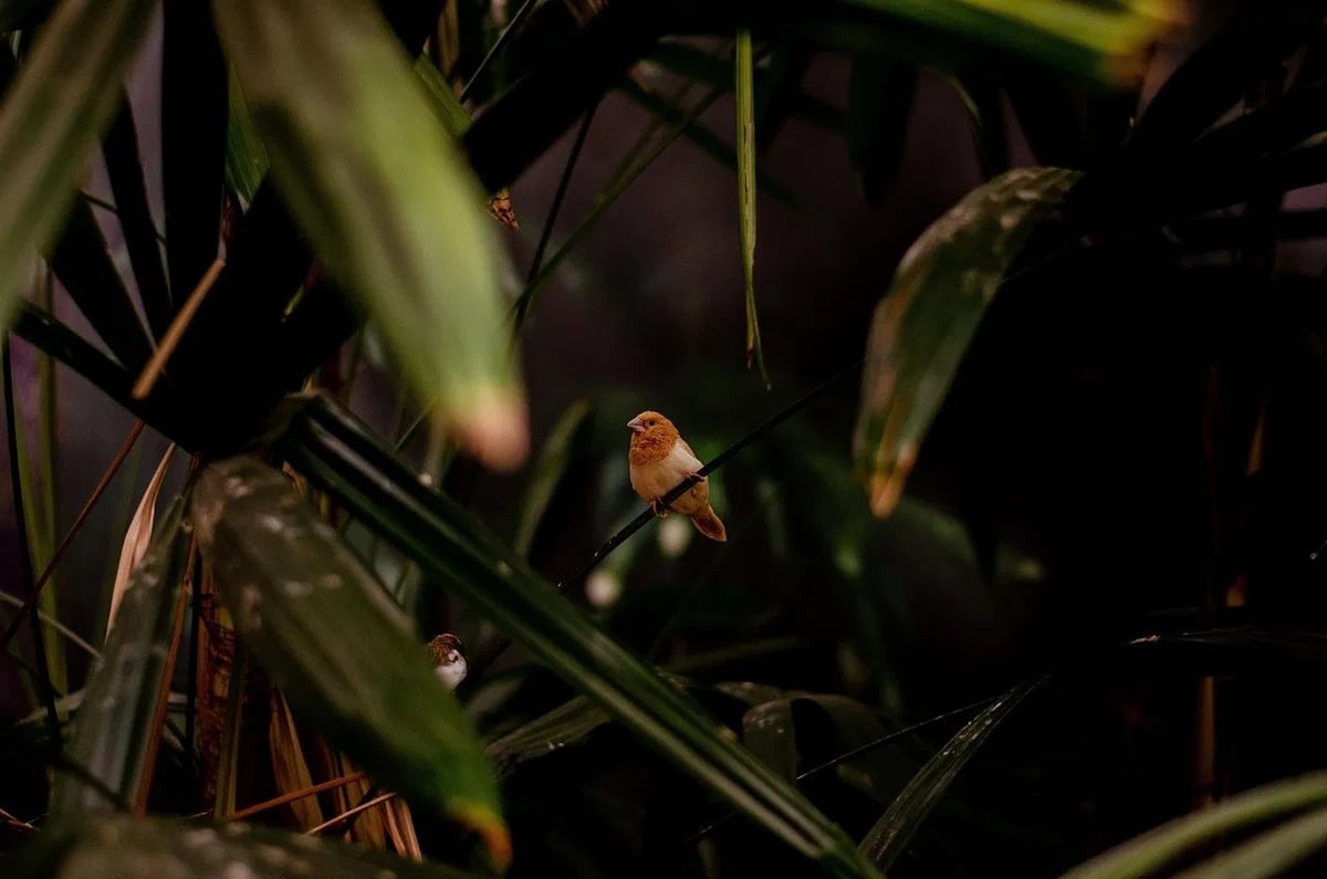 Les forêts tropicales d’Australie : un acteur préoccupant du bilan carbone mondial en 2023