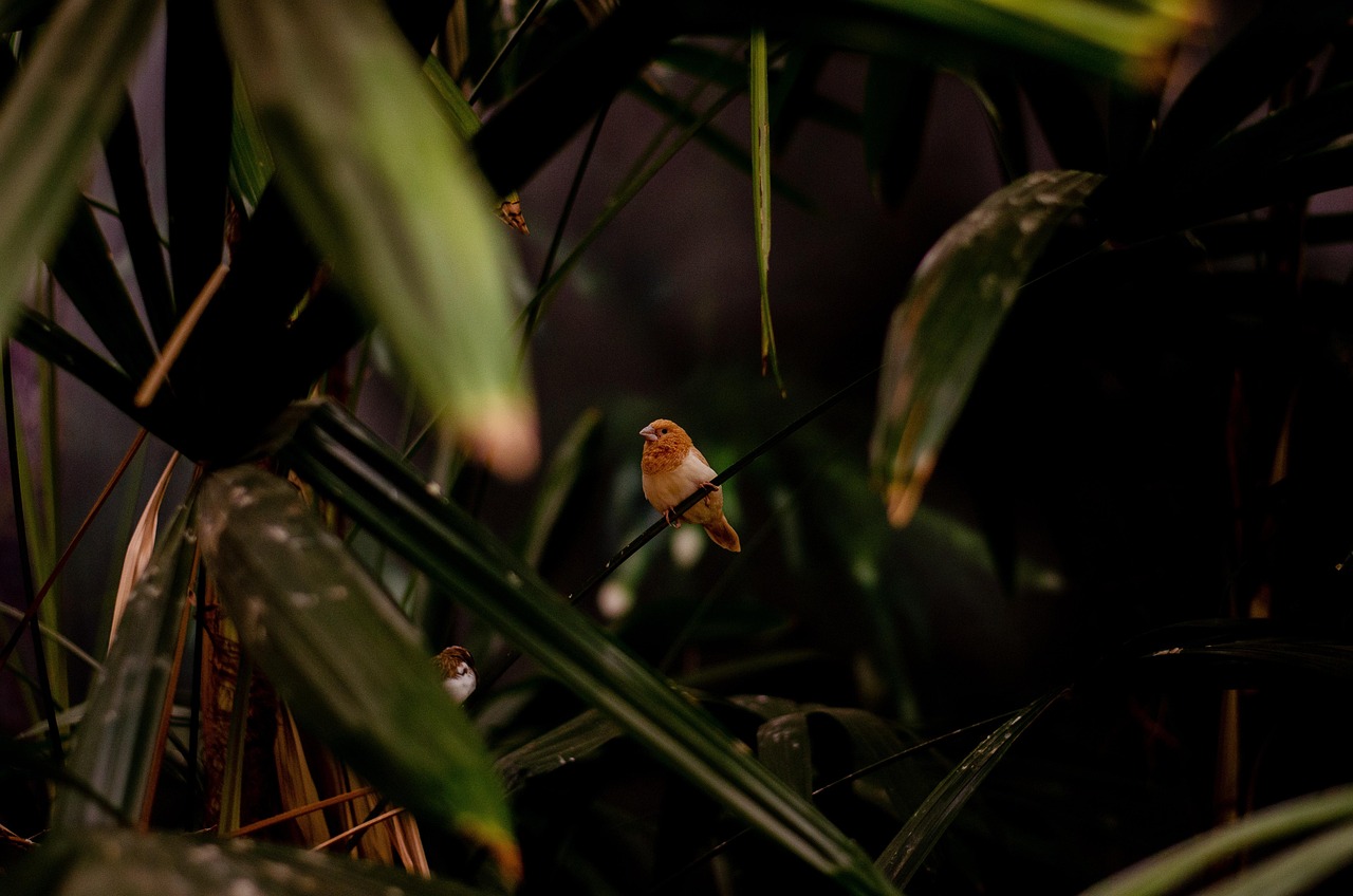 Les forêts tropicales d’Australie : un acteur préoccupant du bilan carbone mondial en 2023