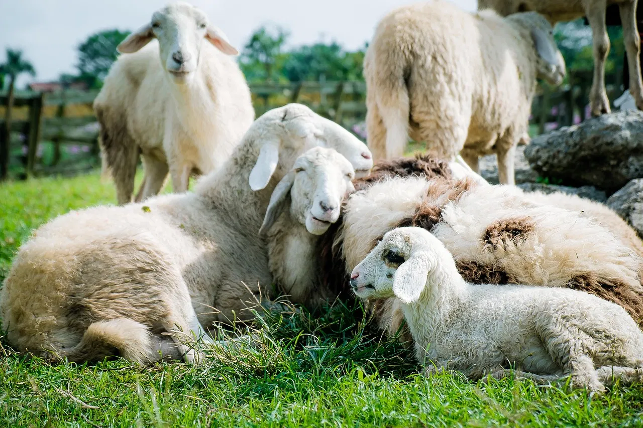 Ferme Danicard : Un bilan carbone maîtrisé pour un impact environnemental réduit
