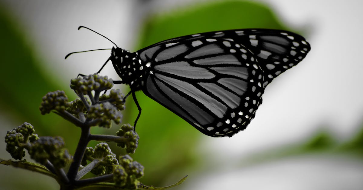 L’impact du climat sur les migrations humaines