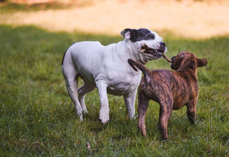 Ramasser les déjections : quels sacs choisir pour promener son chien ?