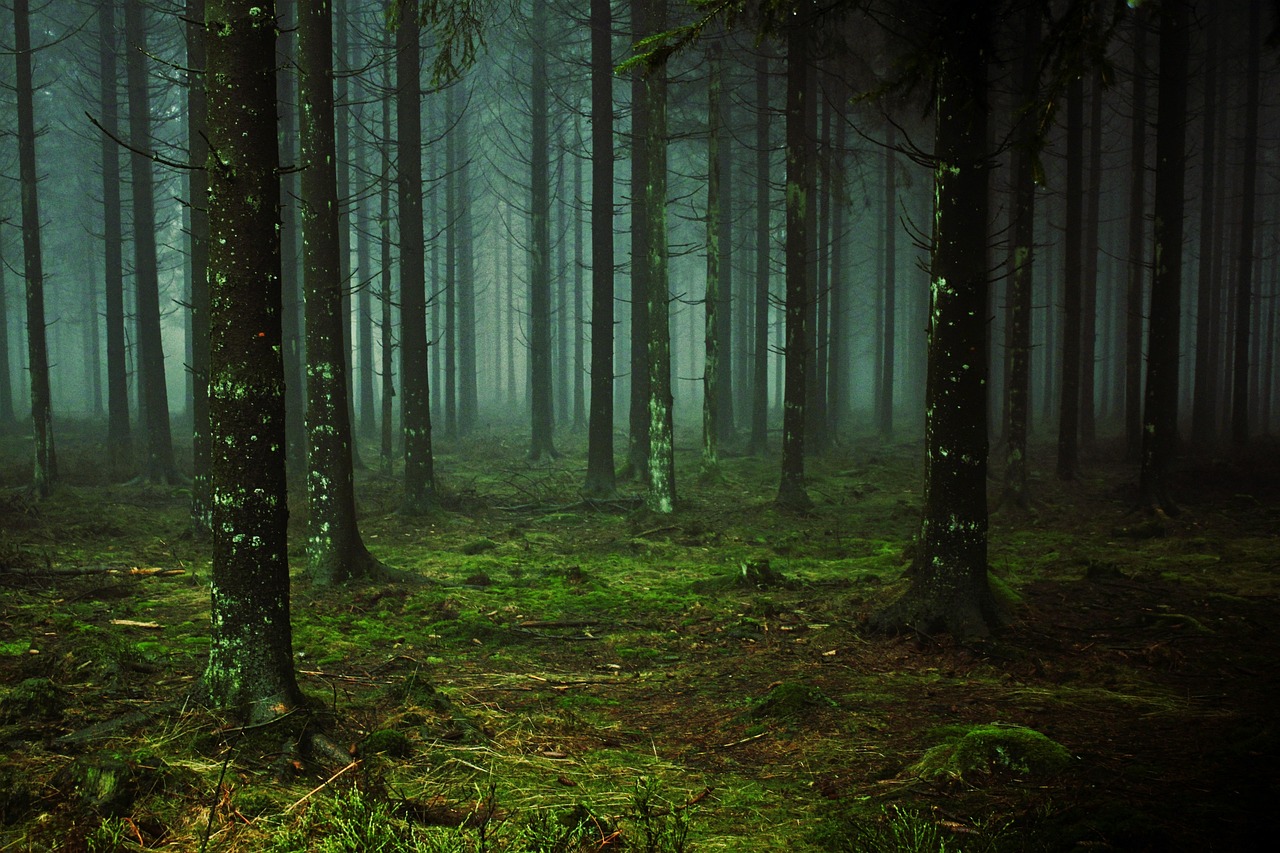 Les mystères des forêts : quand l’émission de CO₂ dépasse la capacité de capture