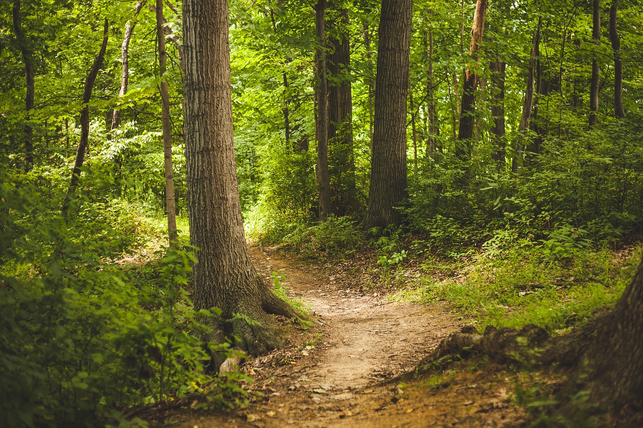 La place des forêts dans le bilan carbone global