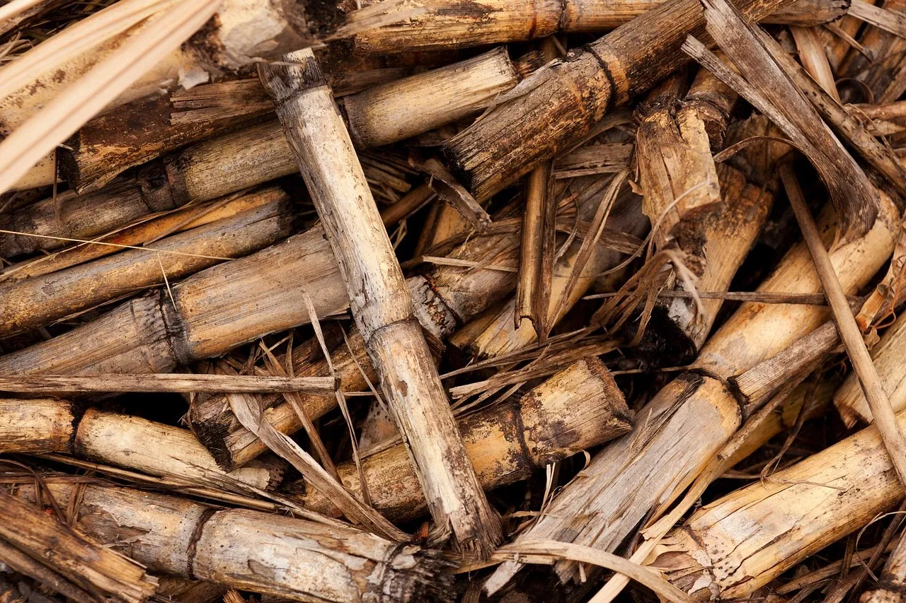 Le biomasse : une solution mais un bilan carbone à considérer