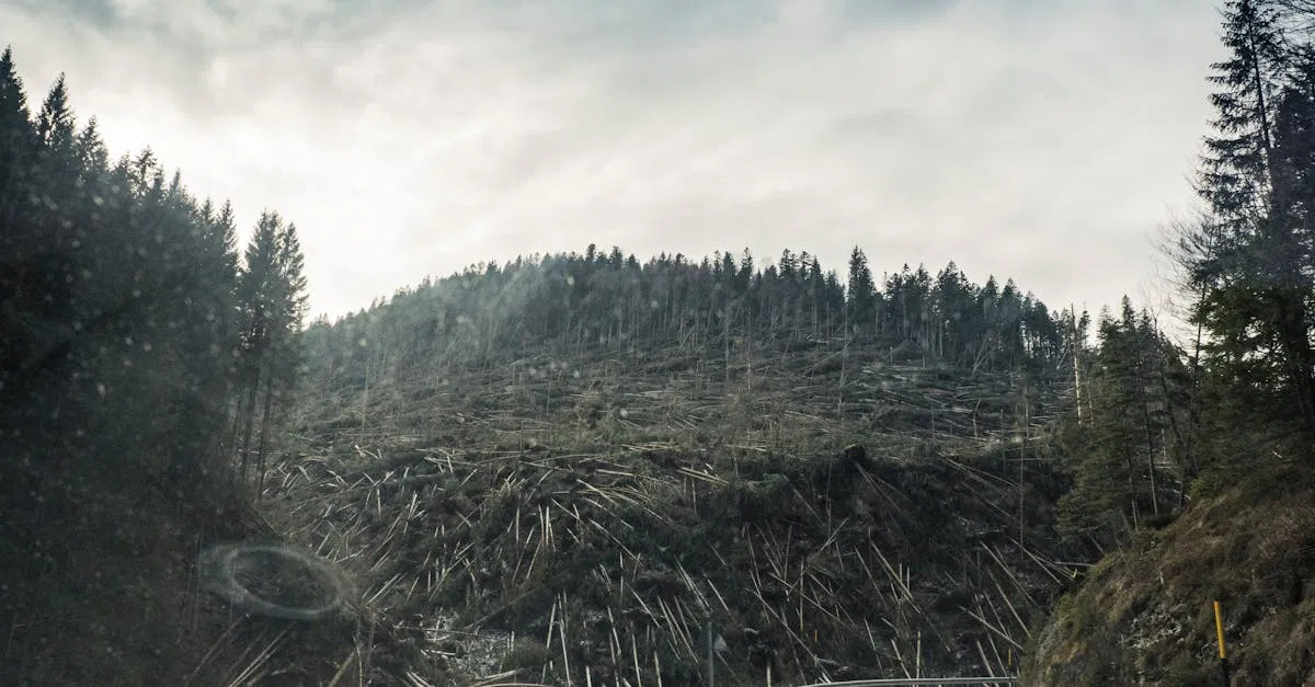 La déforestation : un fléau pour notre planète