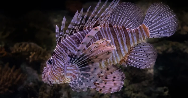 Comment protéger la biodiversité marine ?