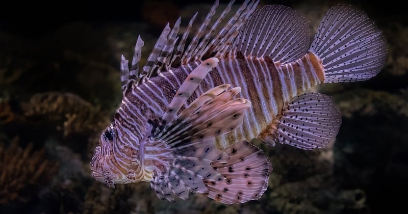 Comment protéger la biodiversité marine arctique : 7 actions qui changent tout