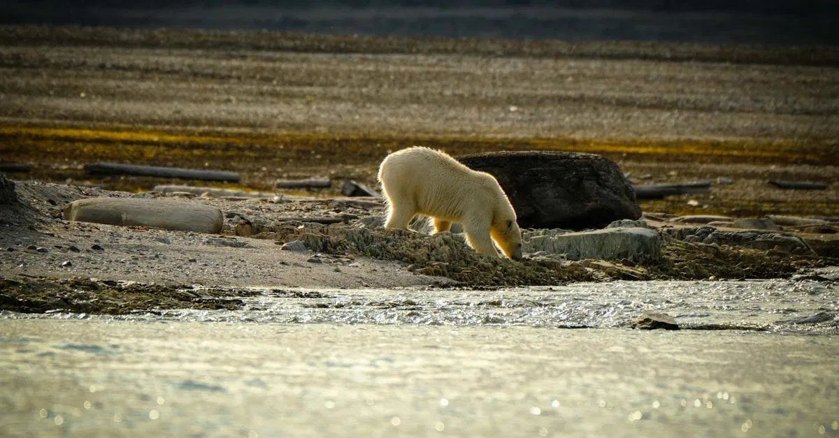 Sensibilisation à la préservation de l’arctique
