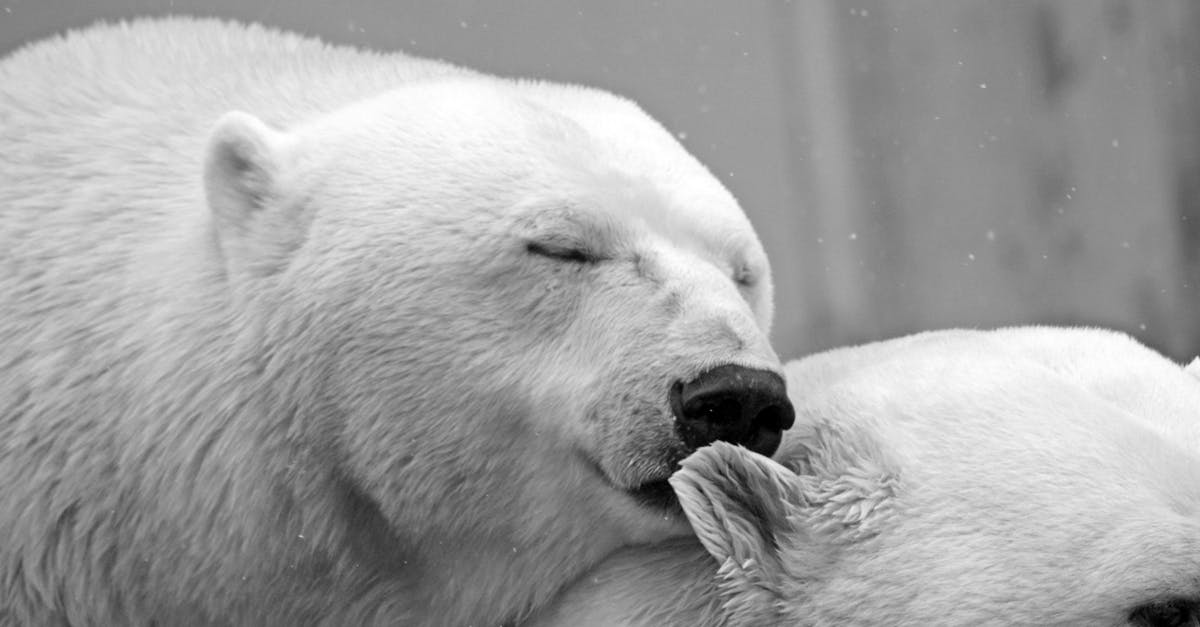 Préservation de la nature dans l’Arctique