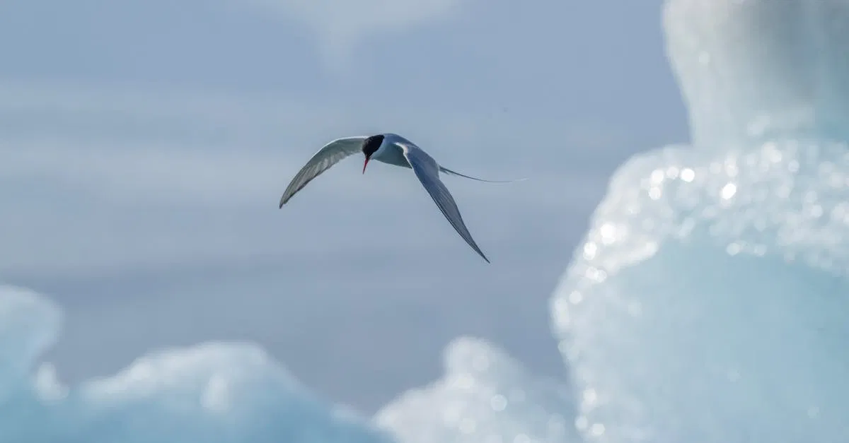 Les enjeux des migrations climatiques dans l’arctique