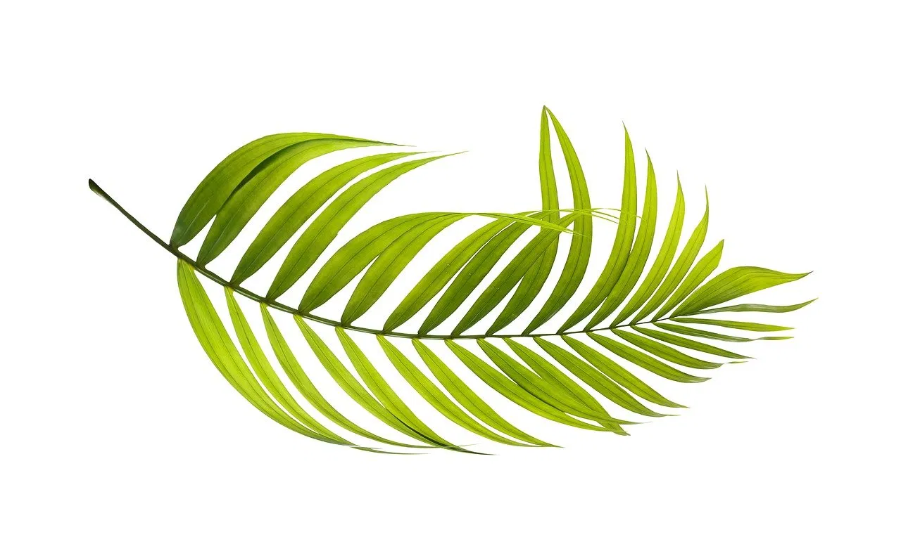 Créer un jardin bio sur son balcon : guide pratique pour 2025