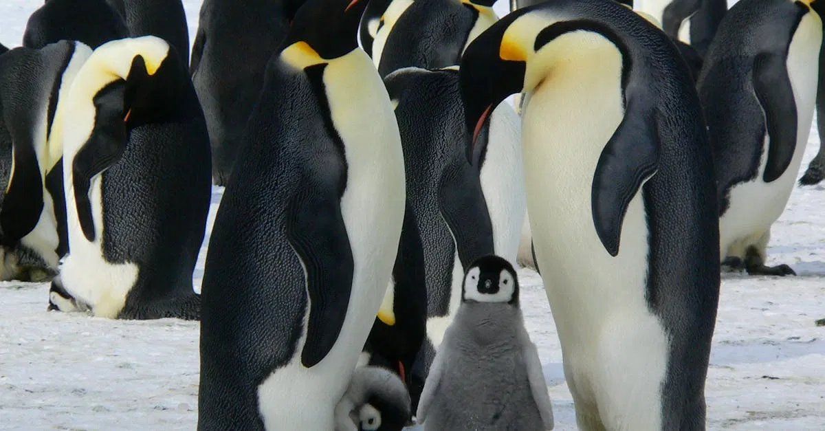 Les défis des communautés arctiques face aux changements climatiques