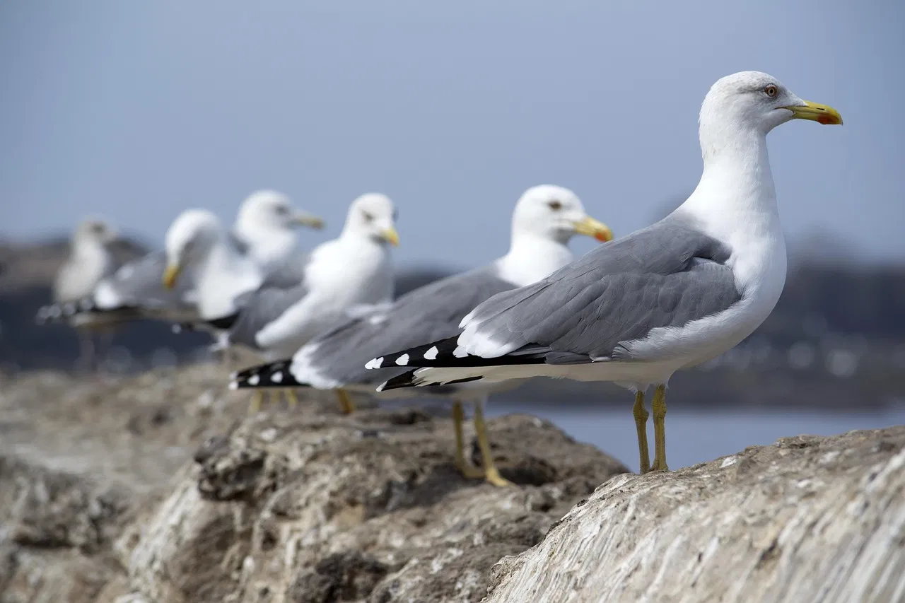 Environnement : Une controverse éclate autour du vol le plus court proposé par cette compagnie aérienne !