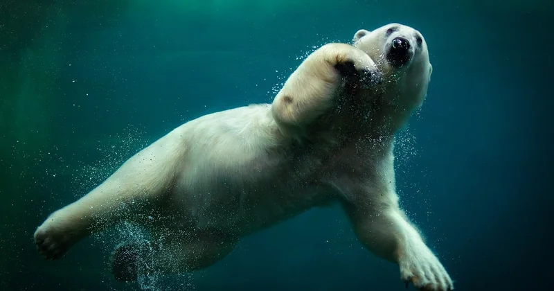 Quelles sont les mesures prises pour protéger la biodiversité ?