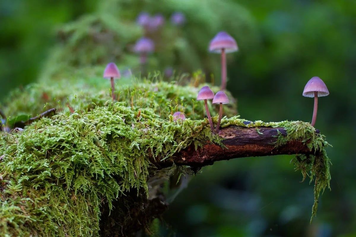 Comment les forêts influencent notre bilan carbone