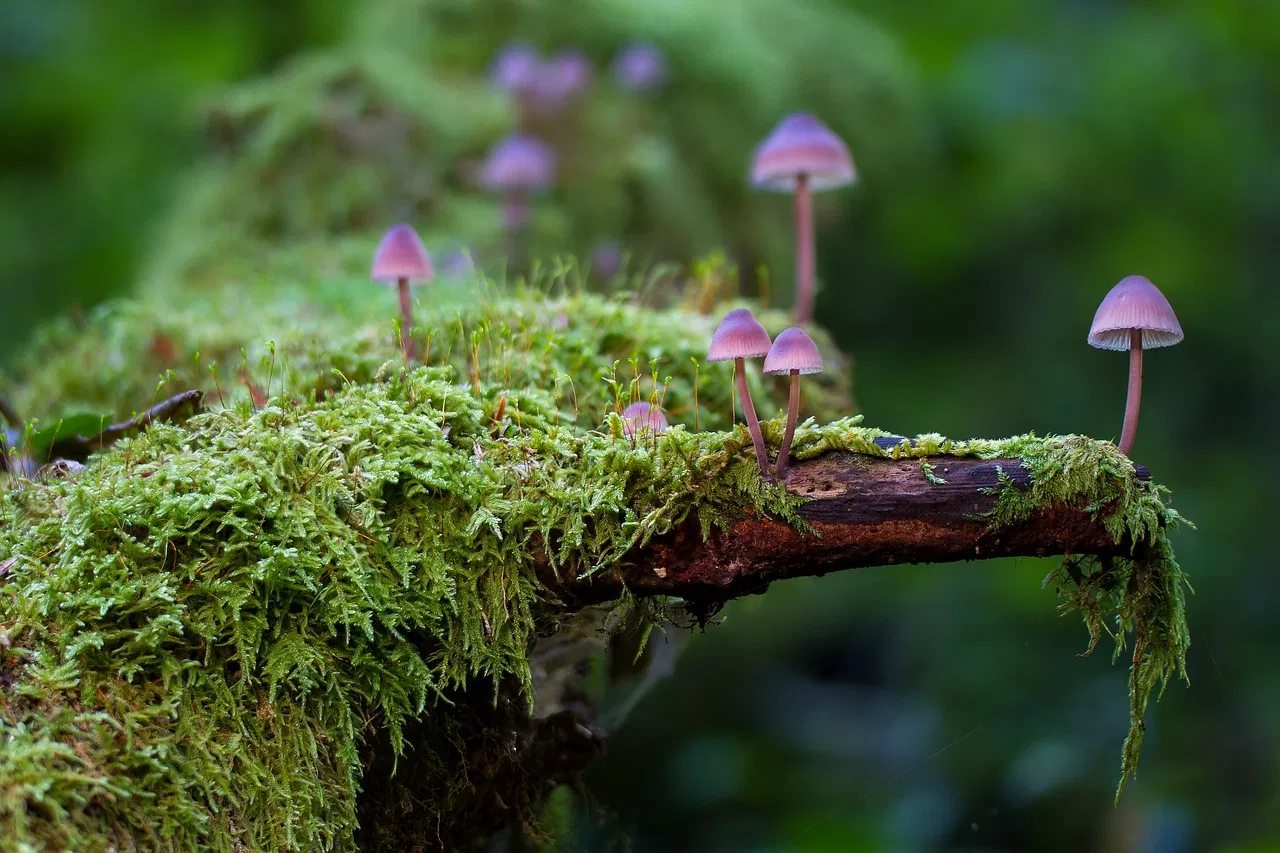 Comment les forêts influencent notre bilan carbone