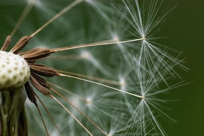 Une graine mystérieuse cultivée une semaine dans ma cuisine : découvrez ce qui m’a totalement étonnée