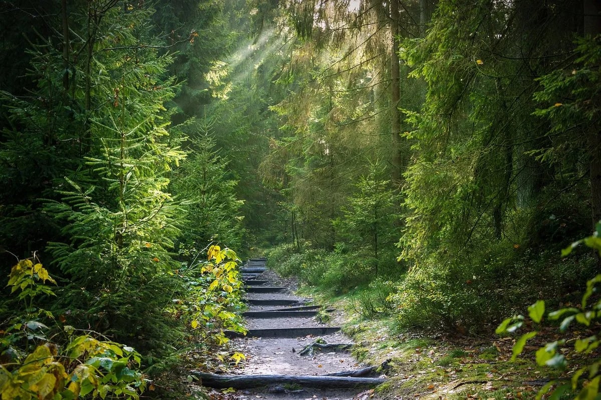 Les forêts : clés essentielles pour une planète à faible émission de carbone