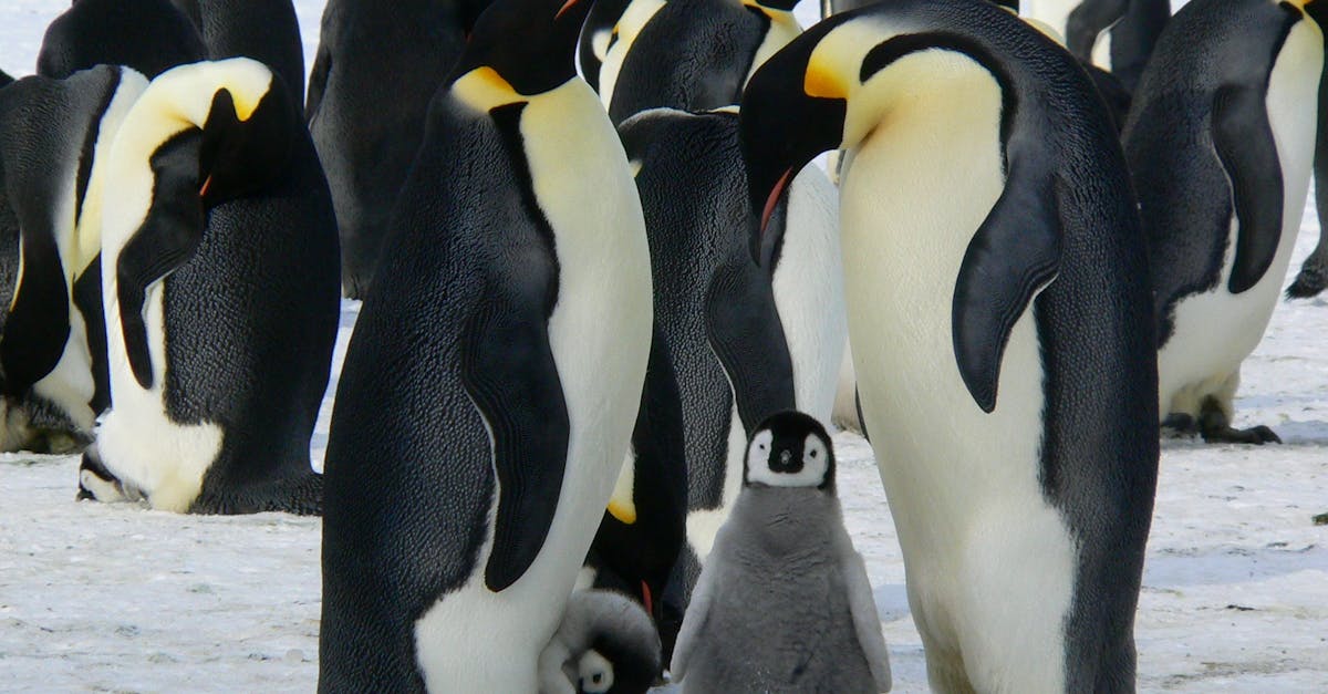 découvrez la richesse de la biodiversité arctique, un écosystème unique et fragile. explorez les espèces fascinantes qui habitent cette région glaciale et l'importance de leur préservation face aux enjeux climatiques.