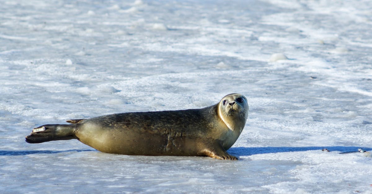 découvrez les merveilles de l'arctique, un monde gelé fascinant, riche en biodiversité et en paysages à couper le souffle. explorez la faune unique, les cultures autochtones et les défis environnementaux qui menacent cette région sauvage.