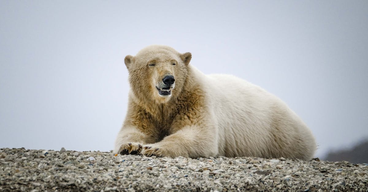 découvrez les écosystèmes arctiques, où la faune unique et les paysages glacés se rencontrent. explorez la biodiversité, l'impact du changement climatique et les adaptations fascinantes des espèces vivant dans cet environnement extrême.