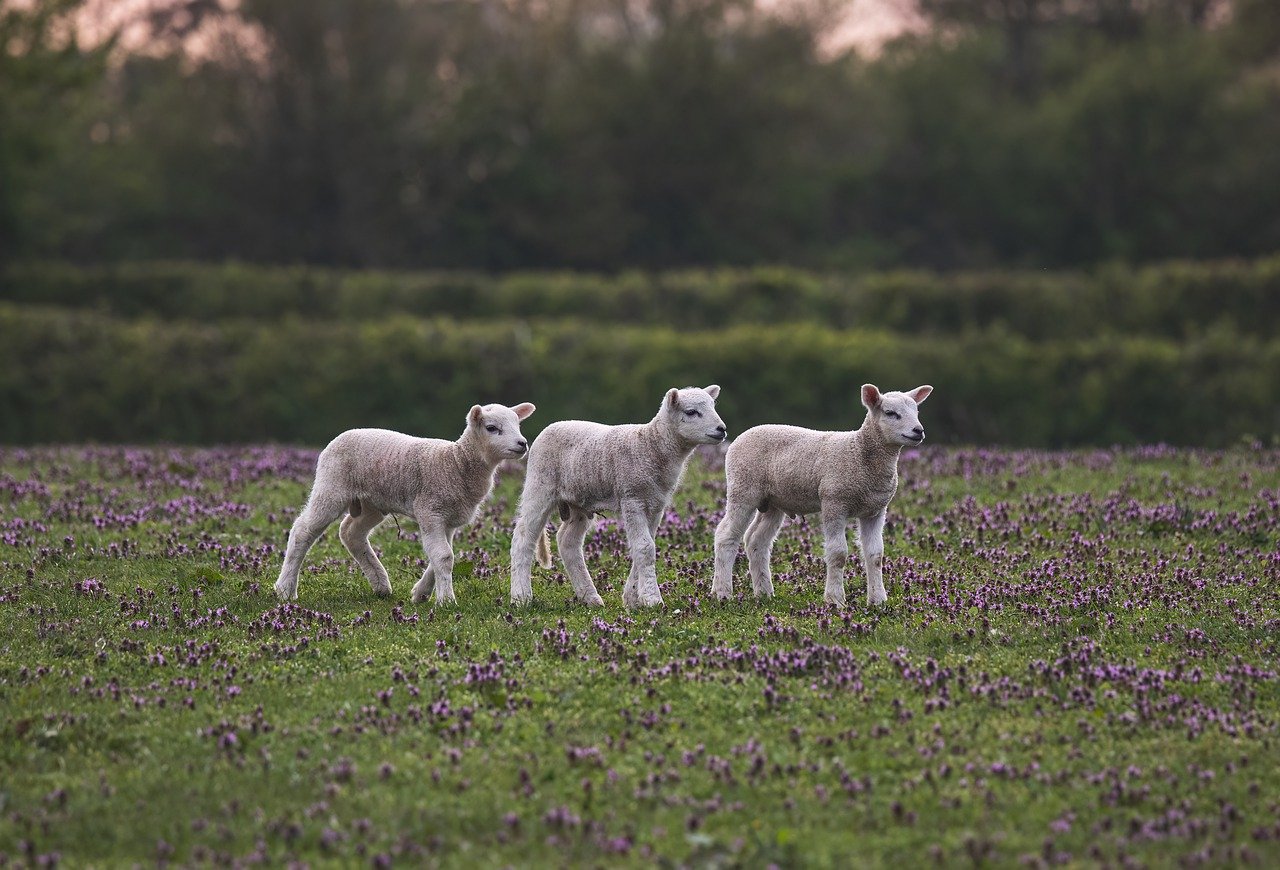 découvrez les pratiques de l'agriculture durable, qui visent à préserver l'environnement tout en garantissant des récoltes abondantes et de qualité. apprenez comment cette approche innovante contribue à la lutte contre le changement climatique et favorise la biodiversité.