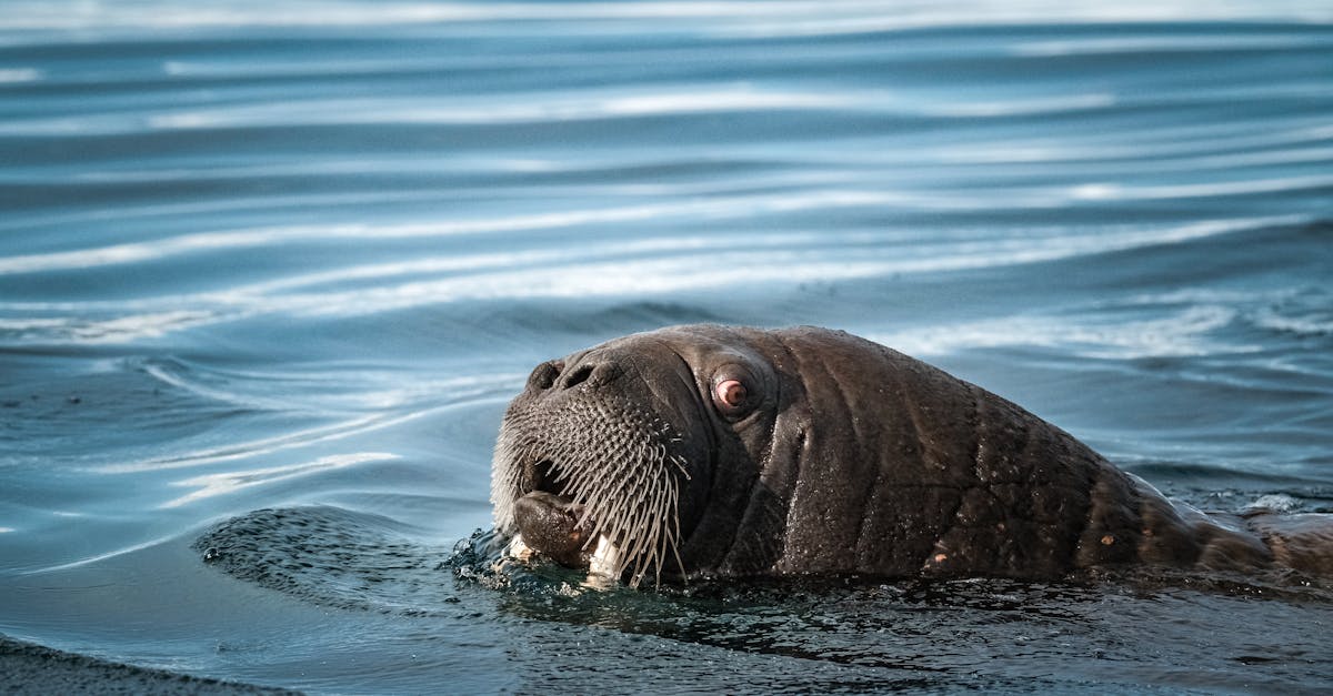 découvrez les enjeux de la conservation arctique, un sujet crucial pour la protection de nos écosystèmes fragiles, la faune unique et le climat mondial. explorez les initiatives et les efforts consacrés à préserver cette région menacée.