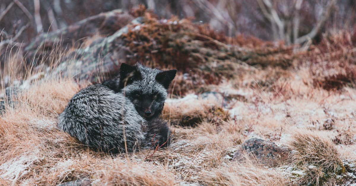 découvrez les écosystèmes arctiques, des environnements uniques où la faune, la flore et les conditions climatiques se combinent pour créer un habitat fascinant. explorez la richesse de la biodiversité, les défis environnementaux auxquels ces écosystèmes sont confrontés et les efforts de conservation nécessaires pour préserver cette région fragile et essentielle de notre planète.