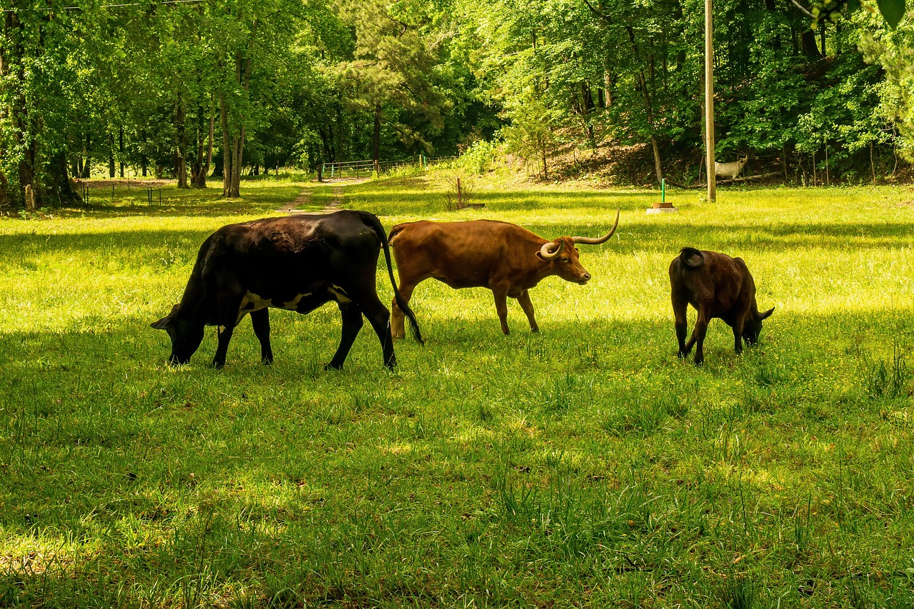 découvrez l'impact de votre empreinte carbone sur l'environnement. apprenez des stratégies pour réduire votre consommation d'énergie, minimiser les déchets et adopter un mode de vie plus durable. faites un pas vers un avenir écoresponsable dès aujourd'hui.