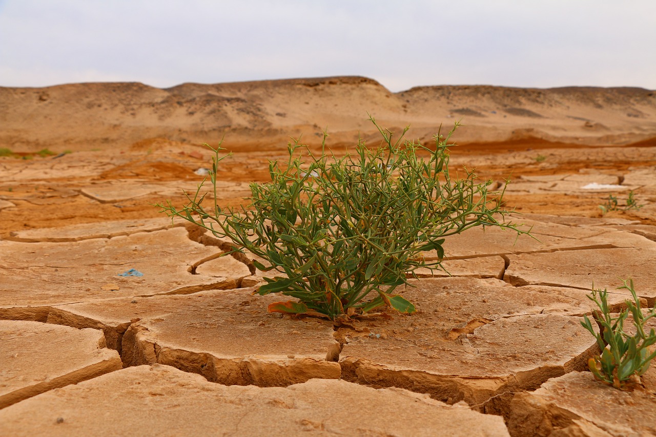 découvrez les enjeux cruciaux du changement climatique, ses impacts sur notre planète et les actions nécessaires pour préserver notre environnement. informez-vous sur les solutions durables et comment chacun d'entre nous peut contribuer à un avenir plus vert.