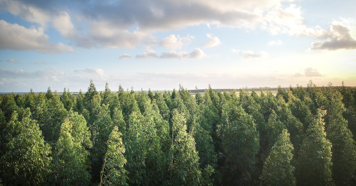 découvrez l'importance de la reforestation pour la biodiversité et la lutte contre le changement climatique. apprenez comment cette pratique contribue à restaurer des écosystèmes, préserver des espèces menacées et améliorer la qualité de l'air. engagez-vous pour un avenir durable grâce à la reforestation.