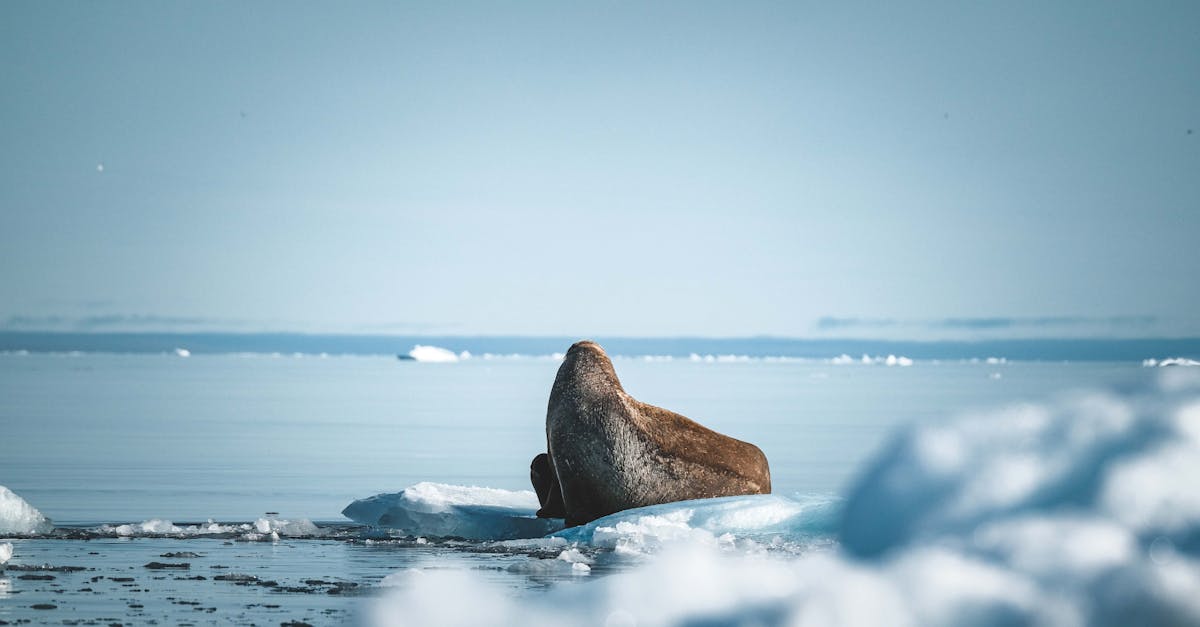 découvrez l'impact du climat arctique sur notre planète et son écosystème unique. explorez les enjeux environnementaux, les changements climatiques et les efforts de conservation dans cette région cruciale du monde.