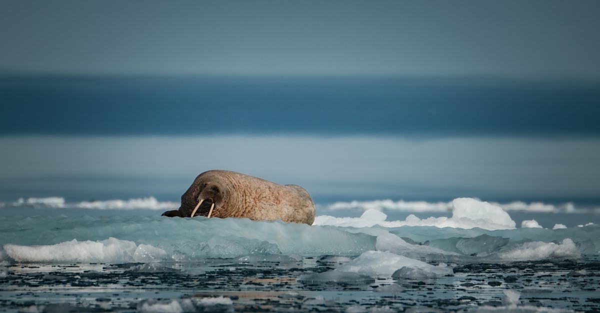 découvrez les enjeux cruciaux de la conservation de l'arctique, un écosystème menacé par le changement climatique et les activités humaines. apprenez comment préserver cette région unique et protéger sa biodiversité.