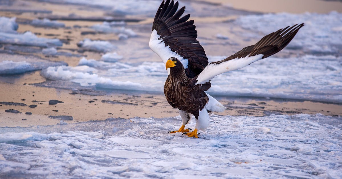 découvrez les initiatives de protection des espèces menacées de l'arctique, un écosystème unique en danger en raison du changement climatique et des activités humaines. informez-vous sur les efforts pour préserver la biodiversité et la faune arctique pour les générations futures.