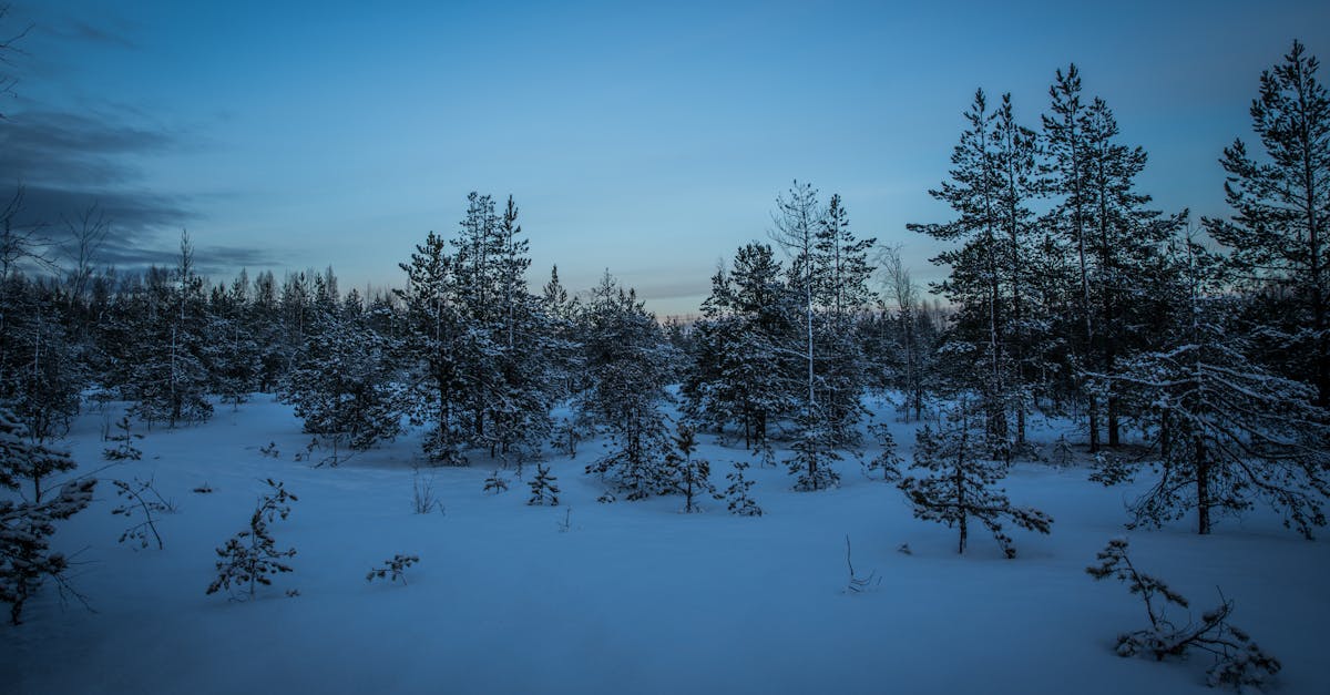 découvrez les stratégies de préservation de l'arctique, un écosystème unique menacé par le changement climatique. explorez les initiatives et solutions innovantes visant à protéger la biodiversité et les communautés locales, tout en sensibilisant à l'importance de cet environnement fragile.