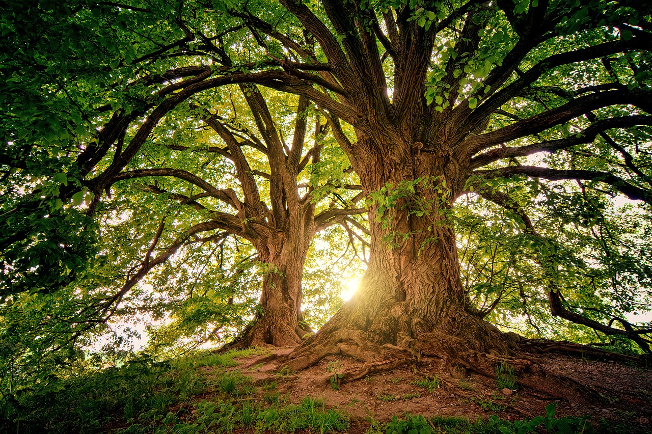 découvrez la beauté et l'importance des forêts : des écosystèmes riches en biodiversité qui jouent un rôle essentiel dans la régulation du climat, la purification de l'air et le soutien à de nombreuses espèces. explorez leur valeur écologique et leurs bienfaits pour l'humanité.