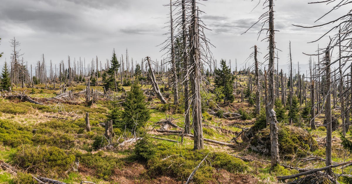 découvrez les répercussions du changement climatique sur notre planète, notamment l'élévation du niveau des mers, les événements météorologiques extrêmes et la perte de biodiversité. informez-vous sur les enjeux environnementaux actuels et les solutions pour un avenir durable.